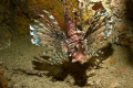   Common Lionfish found wreck.Dive Site Sisters Beqa FijiDive Company Adventure DiversDepth 80ftExposure 160 sec 8.0Lens Minolta 24mm f2.8Camera Sony DSLRA350Flash Did Fire Ikelite DS51 wreck. wreck 1/60 60 f/ 8.0 80 f2.8 f28 f2 DSLR-A350 DSLRA350 DSLR A350  